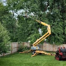 Best Emergency Tree Removal  in USA